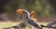 Hotter Kalahari desert may stop hornbills breeding by 2027