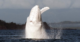 Is Migaloo … dead? As climate change transforms the ocean, the iconic white humpback has been missing for two years