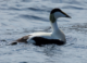 The common eider sea duck contributes to its own conservation by donating its feathers