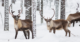 How reindeer eyes transform in winter to give them twilight vision