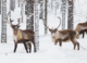 How reindeer eyes transform in winter to give them twilight vision