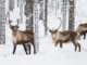 How reindeer eyes transform in winter to give them twilight vision