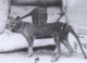 Should we bring back the thylacine? We asked 5 experts