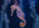 How Seahorses Evolved and Spread From Southeast Asia