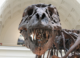 Modern Paleosciences: Five Great Dinosaur (And Not-So-Dinosaur) Finds