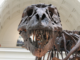 Modern Paleosciences: Five Great Dinosaur (And Not-So-Dinosaur) Finds