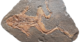 Ancient frogs in mass grave died from too much sex – new research