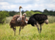 Where Did All These Big, Flightless Birds Come From?