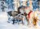 Is Santa’s sleigh zero carbon? The answer lies in reindeer poo