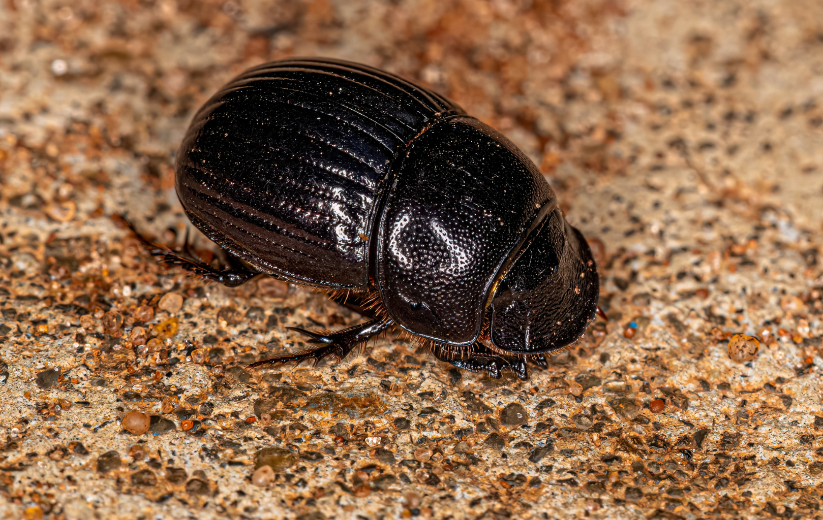 Skyglow forces dung beetles in the city to abandon the Milky Way