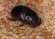 Skyglow forces dung beetles in the city to abandon the Milky Way as their compass