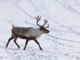 Whether caribou migrate or stay put is determined by genes that evolved in the last ice age