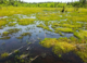 Angola’s peatlands trap carbon and clean the region’s water – how we mapped this newly found landscape