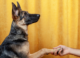 Are dogs left- or right-handed? What the science says