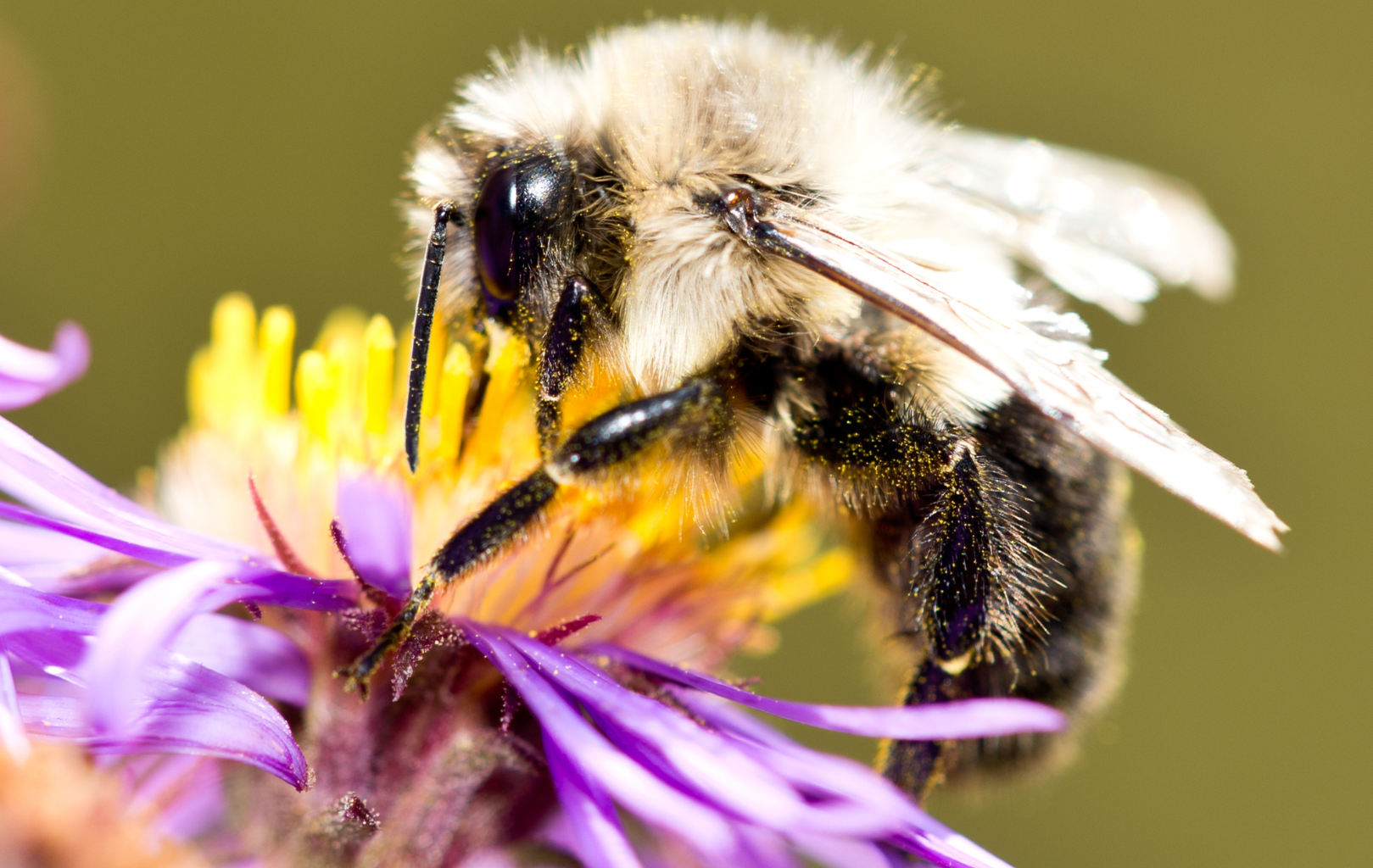 how-we-created-the-first-map-of-an-insect-brain-and-what-it-means-for