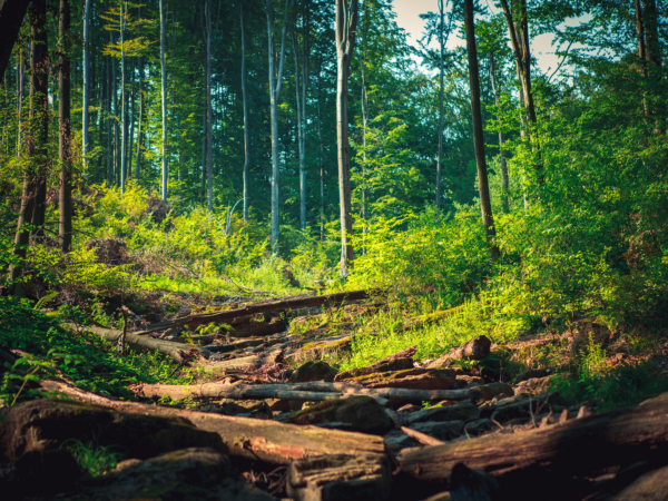 How do ecosystems collapse? Our study shows evolution plays a role ...