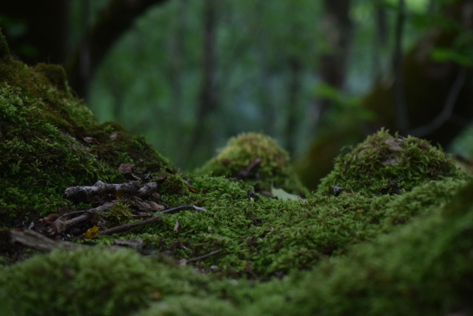 The secret world of moss, ancient ancestor of all plants and vital