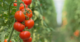 Thirsty tomatoes emit ultrasonic sounds – and other plants may be listening