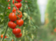 Thirsty tomatoes emit ultrasonic sounds – and other plants may be listening