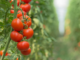 Thirsty tomatoes emit ultrasonic sounds – and other plants may be listening