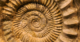 Prehistoric Planet 2: The Twisted Life of Ammonites