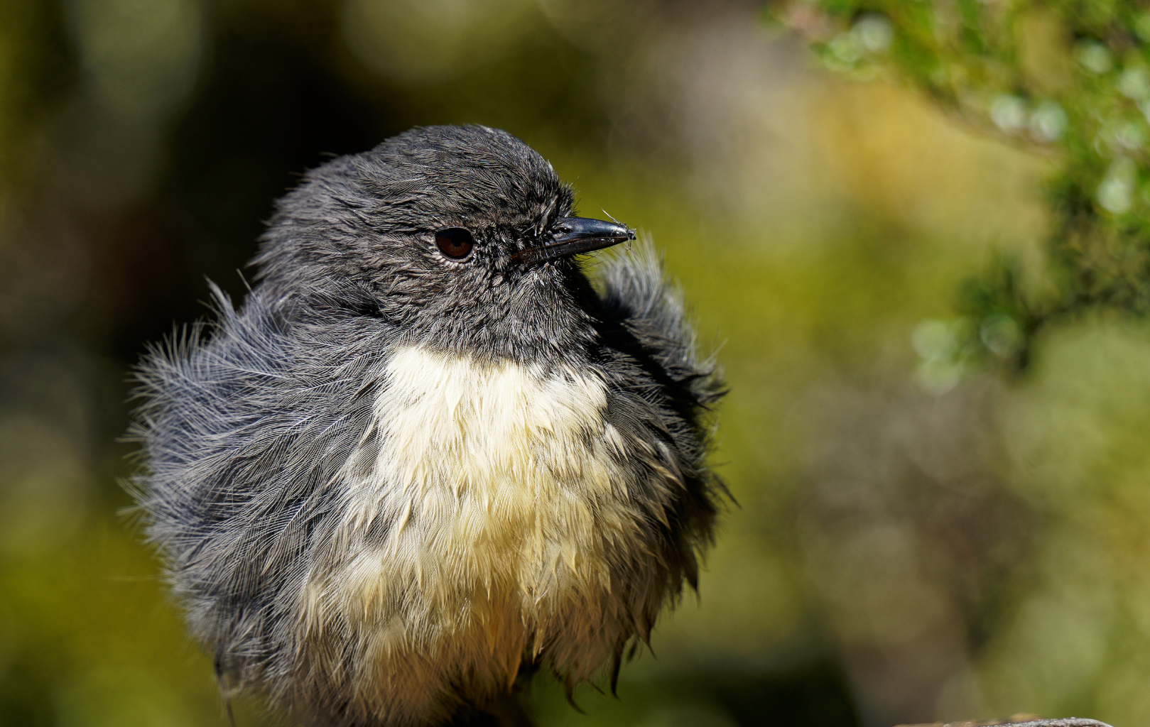 Crowd-sourced science sheds light on how new species form across space ...