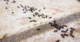 Ants’ Nest-Building Strategies Inspire Innovative Traffic Solutions