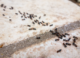 Ants’ Nest-Building Strategies Inspire Innovative Traffic Solutions