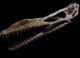 What’s Up With That Pterosaur’s Teeth?