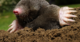 Why Do Animals Keep Evolving Like Moles?