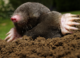 Why Do Animals Keep Evolving Like Moles?