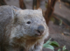 2 biggest threats to wombats revealed in new data gathered by citizen scientists