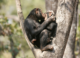 Menopause Discovered In Wild Chimpanzees In a World First