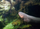 Electric Eels Found to Possess Surprising Genetic Modification Abilities