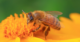 Honeybees cluster together when it’s cold – but we’ve been completely wrong about why