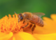 Honeybees cluster together when it’s cold – but we’ve been completely wrong about why