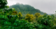 New Research Reveals Discrepancies in Carbon Flux Estimates from Tropical Forests