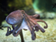 Octopus Brilliance With Mark Rober