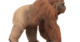 Ancient Giant Ape’s Extinction Unraveled by Multidisciplinary Study