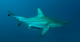 I set out to investigate where silky sharks travel − and by chance documented a shark’s amazing power to regenerate its sabotaged fin