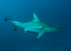 I set out to investigate where silky sharks travel − and by chance documented a shark’s amazing power to regenerate its sabotaged fin