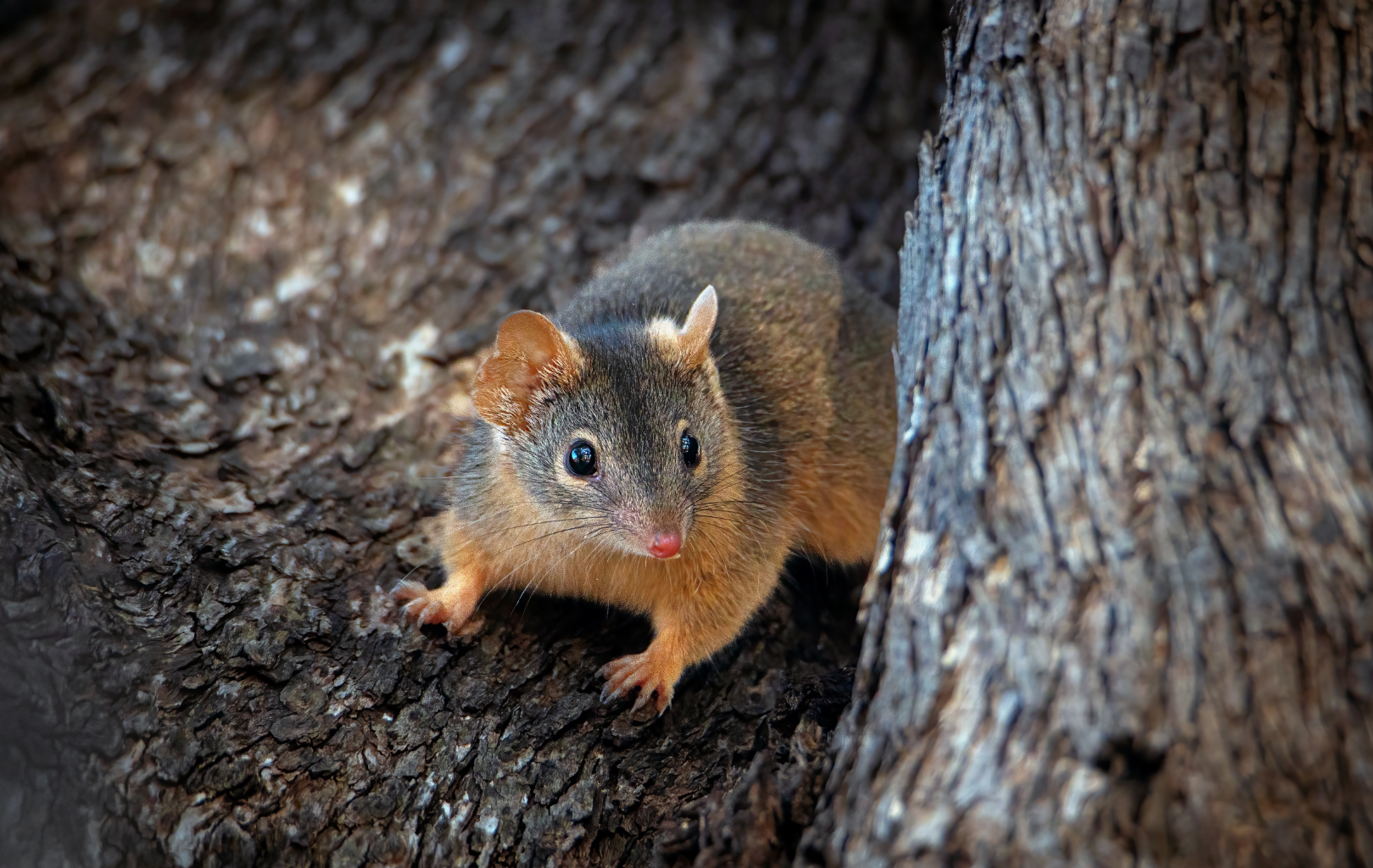 These fierce, tiny marsupials drop dead after lengthy sex fests – and  sometimes become cannibals - Modern Sciences