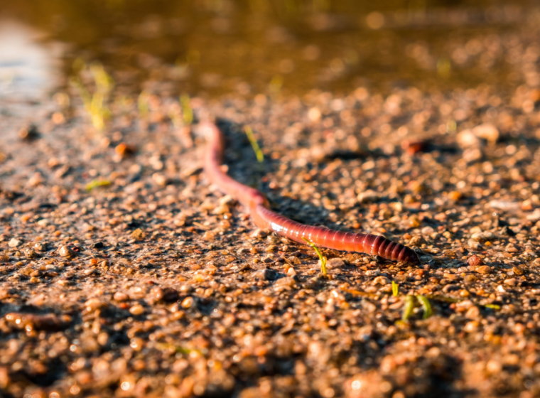 charles darwin - Modern Sciences