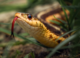 Collecting live snakes in remote Amazon regions for study is no easy task – here’s how we do it