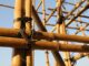 Why is bamboo used for scaffolding in Hong Kong? A construction expert explains