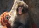 A viral monkey, his plushie, and a 70‑year‑old experiment: what Punch tells us about attachment theory