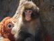 A viral monkey, his plushie, and a 70‑year‑old experiment: what Punch tells us about attachment theory